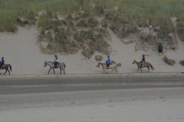 horses on beach 